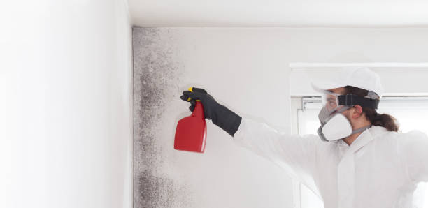 Best Mold Damage Repair  in Scottdale, GA